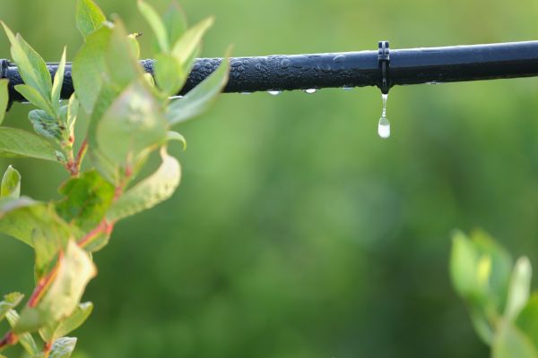 Drip Irrigation Leak Repair